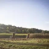 Neltner's Farm photo