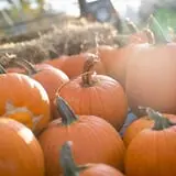 Neltner's Farm photo