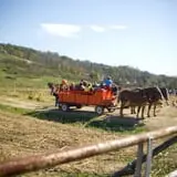 Neltner's Farm photo