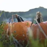 Neltner's Farm photo