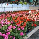 Borzynski's Farm & Floral Market photo