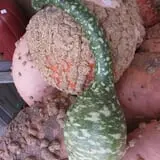 Wood Orchard Market photo