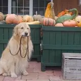 Wood Orchard Market photo