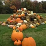 Wood Orchard Market photo
