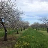 Wood Orchard Market photo