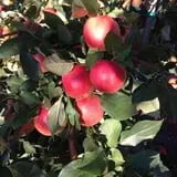 Wood Orchard Market photo