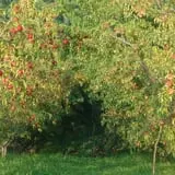 Stone Ridge Orchard photo
