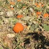 Walters' Fruit Ranch photo