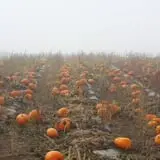 Walters' Fruit Ranch photo