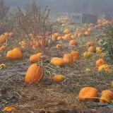 Walters' Fruit Ranch photo