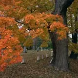 Brasee's Corn Maze and Pumpkin Patch photo