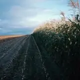 Brasee's Corn Maze and Pumpkin Patch photo