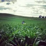 Creekbed Country Farmacy Corn Maze photo