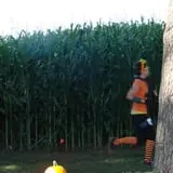 Creekbed Country Farmacy Corn Maze photo