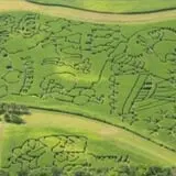 Creekbed Country Farmacy Corn Maze photo