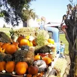 Creekbed Country Farmacy Corn Maze photo