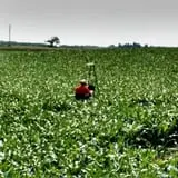 Creekbed Country Farmacy Corn Maze photo