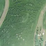 Creekbed Country Farmacy Corn Maze photo
