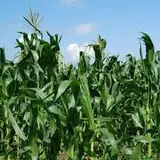 Campbell's Maze Daze Haunted Corn Maze photo