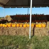 Campbell's Maze Daze Haunted Corn Maze photo