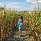 Campbell's Maze Daze Haunted Corn Maze photo
