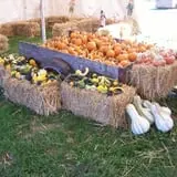 Campbell's Maze Daze Haunted Corn Maze photo