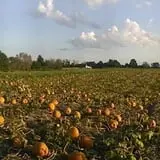 Campbell's Maze Daze Haunted Corn Maze photo