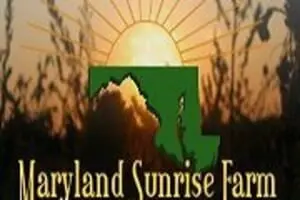 Maryland Corn Maze at Maryland Sunrise Farm
