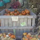 Trombly Gardens Corn Maze & Hayride photo