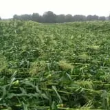 Trombly Gardens Corn Maze & Hayride photo