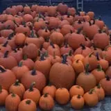 Trombly Gardens Corn Maze & Hayride photo