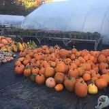 Trombly Gardens Corn Maze & Hayride photo