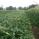 Trombly Gardens Corn Maze & Hayride photo