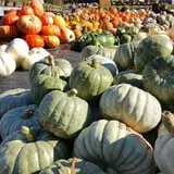 Trombly Gardens Corn Maze & Hayride photo