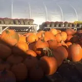 Trombly Gardens Corn Maze & Hayride photo