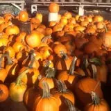Trombly Gardens Corn Maze & Hayride photo