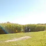 Trombly Gardens Corn Maze & Hayride photo