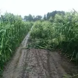 Trombly Gardens Corn Maze & Hayride photo
