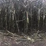Trombly Gardens Corn Maze & Hayride photo