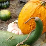 Trombly Gardens Corn Maze & Hayride photo