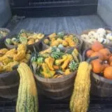 Trombly Gardens Corn Maze & Hayride photo