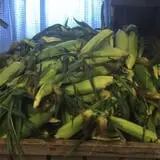Trombly Gardens Corn Maze & Hayride photo