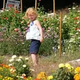 Trombly Gardens Corn Maze & Hayride photo
