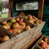 Harvest Festival at Swans Trail Farms