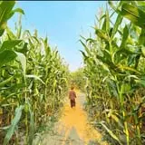Harvest Festival at Swans Trail Farms