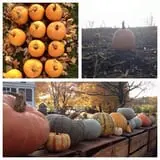 The Little Farmer Orchard & Farm Market photo