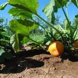 The Little Farmer Orchard & Farm Market photo