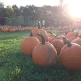 The Little Farmer Orchard & Farm Market photo
