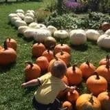 The Little Farmer Orchard & Farm Market photo