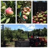The Little Farmer Orchard & Farm Market photo